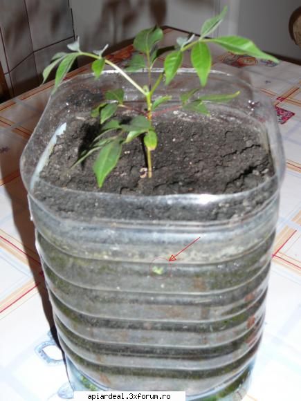 Evodia - E vremea sa va arat cum a evoluat evodia mea - ARBORI MELIFERI