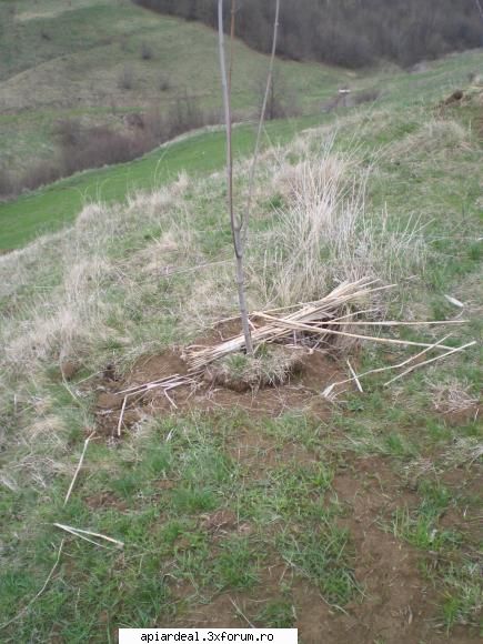 Evodia - Am studiat cele 30 buc. de evodia plantate in - ARBORI MELIFERI