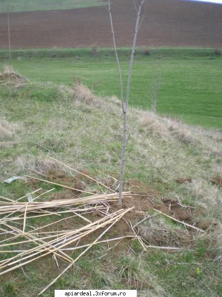 Evodia - Este necesar sa fie protejate impotriva iepurilor - ARBORI MELIFERI