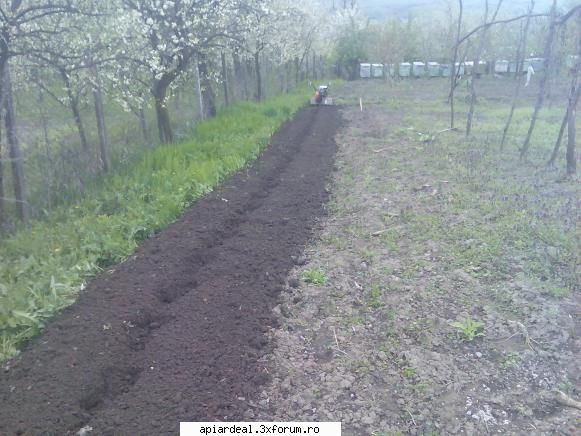 Evodia - terenul l-am arat intoamna , acum l-am maruntit - ARBORI MELIFERI