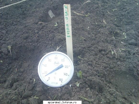 Evodia - temperatura solului a fost cam 12 grade - ARBORI MELIFERI