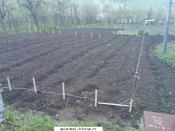 Evodia - In final a rezultat cam asta... daca rasare am sa - ARBORI MELIFERI