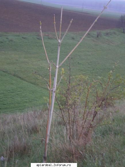 Evodia - Am analizat stadiul de prindere a celor 30 de - ARBORI MELIFERI