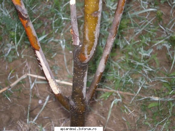 Evodia - Un aspect de neglijat este protectia pe timpul - ARBORI MELIFERI