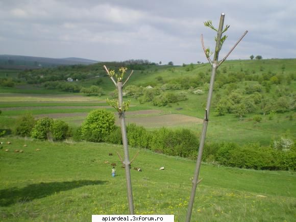 Evodia - Am vizitat iarasi plantatia de evodia. Rezultate - ARBORI MELIFERI