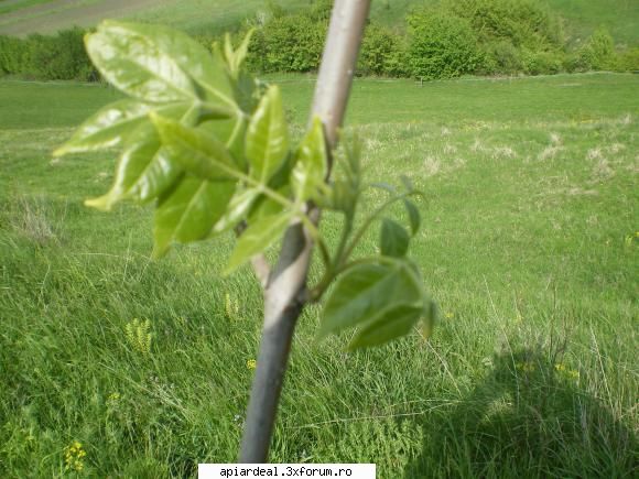 Evodia - gheco - ARBORI MELIFERI