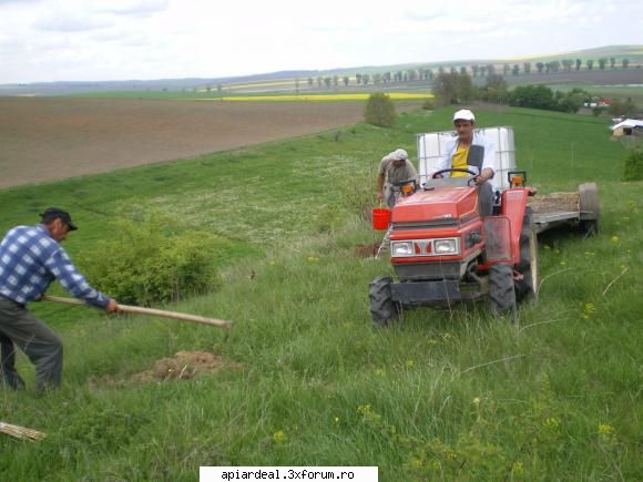 Evodia - Chiar daca este in varful dealului Super FORTE - ARBORI MELIFERI