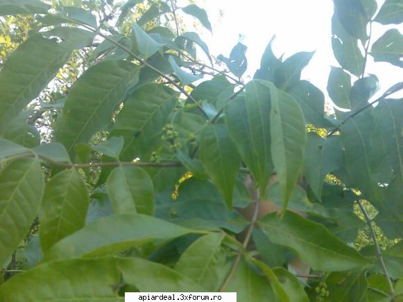 Evodia - la un arbust de evodia pe care l-am plantat acum - ARBORI MELIFERI