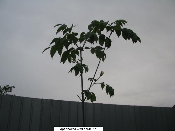Evodia - m-ai capiat cu denumirile latine uite niste poze - ARBORI MELIFERI