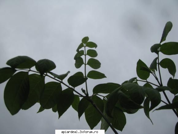 Evodia - FlorinI - ARBORI MELIFERI