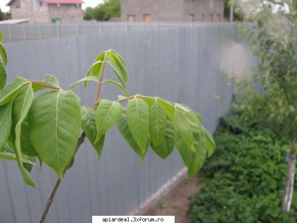 Evodia - FlorinI - ARBORI MELIFERI