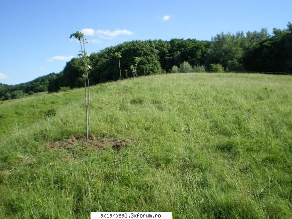 Evodia - Si evodia mea flutura frunzele in vant - ARBORI MELIFERI