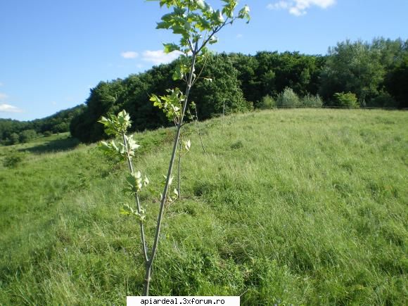 Evodia - Si mai din apropiere - ARBORI MELIFERI