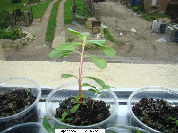 Evodia - As vrea sa pun astazi cateva poze cu evodiile - ARBORI MELIFERI