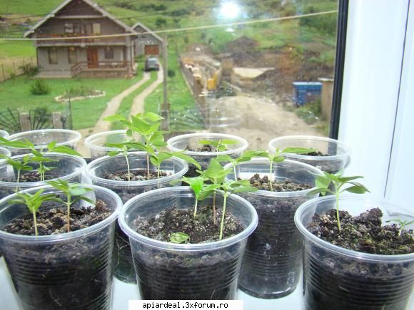 Evodia - Si inca o poza in care sa vad destul de bine - ARBORI MELIFERI