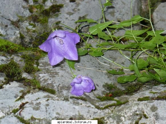 Excursii , drumetii - ni_nacu - Hobby-uri