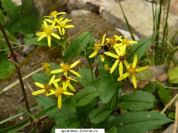 Excursii , drumetii - ni_nacu - Hobby-uri