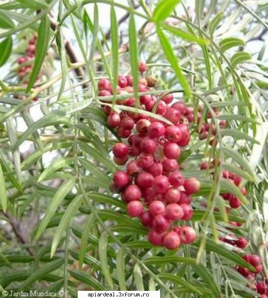 Excursii , drumetii - UIte aici fructele coapte - Hobby-uri