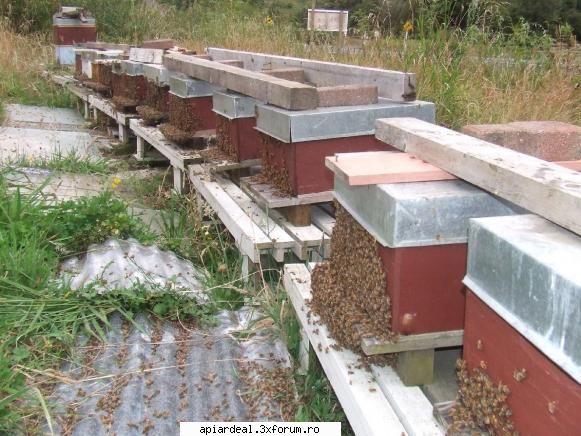 FEBRUARIE - Stupii "mama" dupa separare. Daca lucrurile merg - CALENDAR APICOL