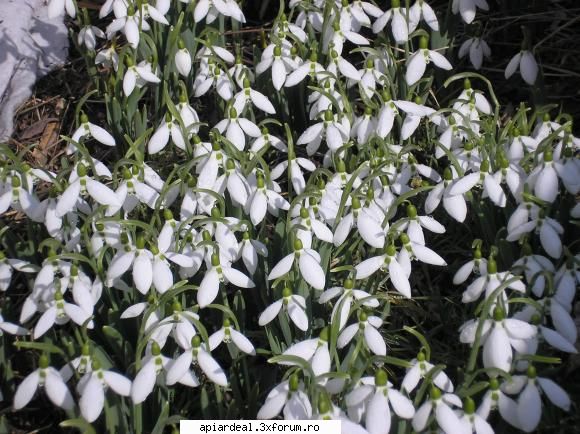 FEBRUARIE - Astazi ,in soare - CALENDAR APICOL