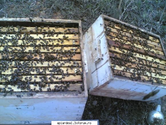 Fagurii artificiali - Astazi fara selectie - INTRETINEREA ALBINELOR