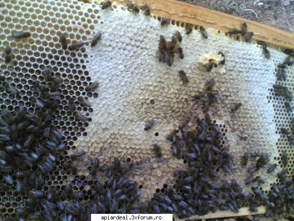 Fagurii artificiali - rezultatul de astazi - INTRETINEREA ALBINELOR