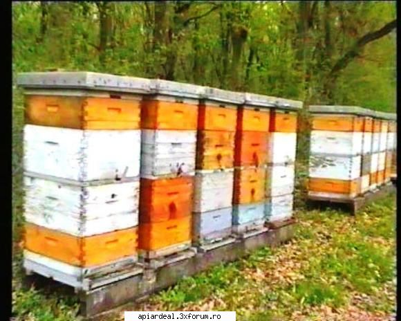 Familii ajutatoare - Cateva poze de pe filmulet (acum sper sa mearga - INTRETINEREA ALBINELOR