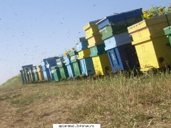 Floarea soarelui 2007 - Zip2006 - POZE SI VIDEO