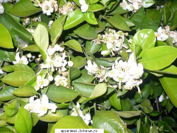 Flori - Frumusetea naturi - Hobby-uri