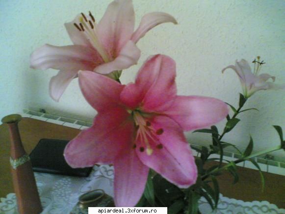 Flori - abeja - Hobby-uri