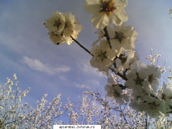 Flori - abeja - Hobby-uri