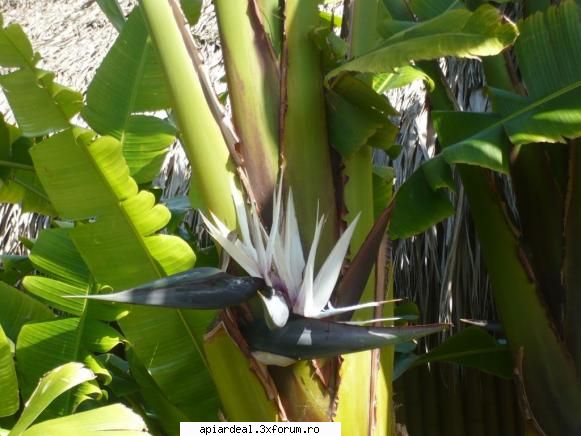 Flori - Floare de bananier - Hobby-uri