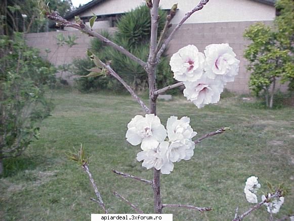 Flori - Cires japonez. Are floarea batuta - Hobby-uri