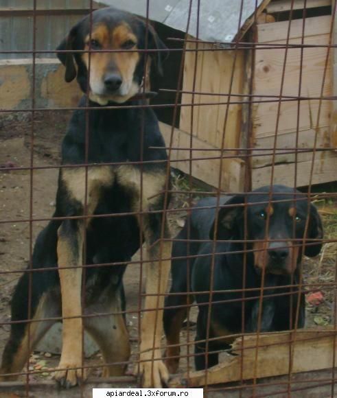 Florin - Maya, in picioare si Misu , masculul - Hobby-uri
