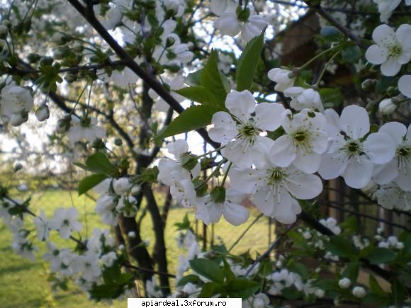Gheorghita Constantin - Si visinul este in floare si vizitat de albine - ACESTIA SUNTEM NOI