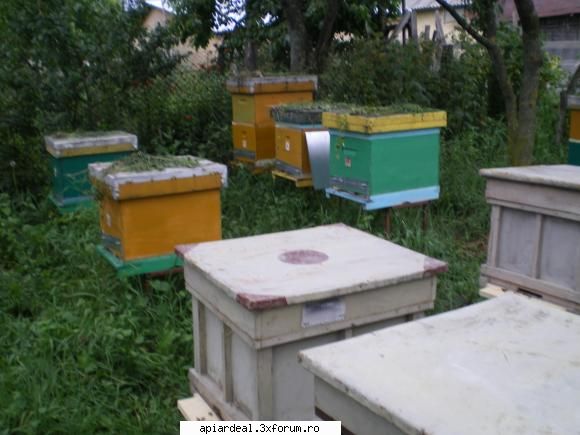 Gheorghita Constantin - Familii nou infiintate - ACESTIA SUNTEM NOI