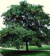 Gladita - Gladita (Gladitsia Triachantos) Inainte de a se - ARBORI MELIFERI