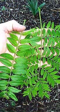 Gladita - Cateva caracteristici ale acestui arbore - ARBORI MELIFERI