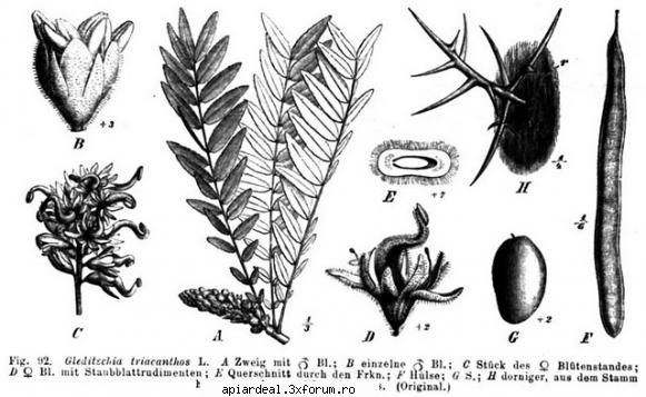 Gladita - Un desen explicativ privind florile si fructele - ARBORI MELIFERI