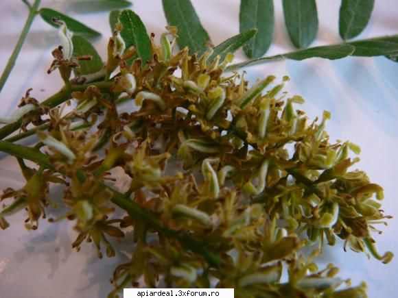 Gladita - crombra - ARBORI MELIFERI