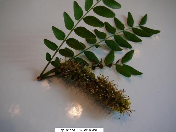 Gladita - Si acum varietatea 'rea'. Miroase frumos dar mult - ARBORI MELIFERI
