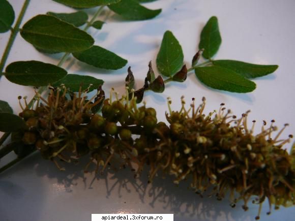 Gladita - crombra - ARBORI MELIFERI