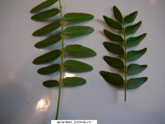 Gladita - Se observa ca pistilul la varietatea 'buna' este - ARBORI MELIFERI