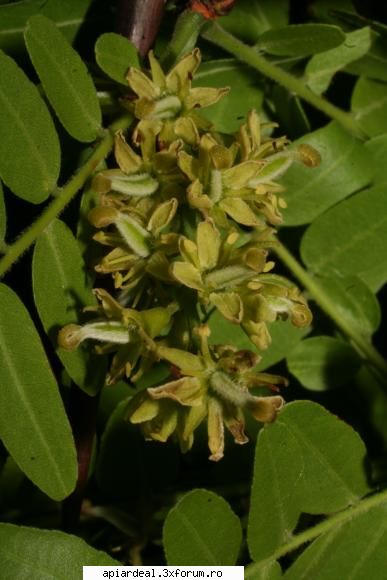 Gladita - alta mai aproape - ARBORI MELIFERI
