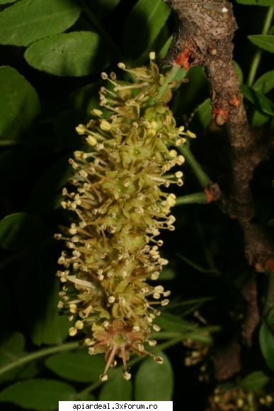 Gladita - crombra - ARBORI MELIFERI