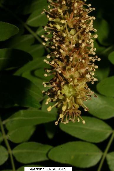 Gladita - crombra - ARBORI MELIFERI