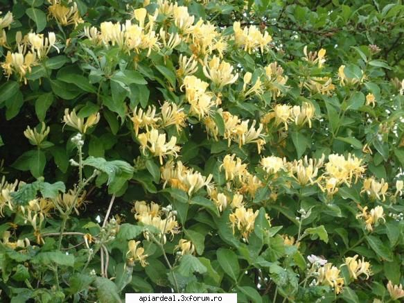 Honeysuckle - Nu stiu cum ii zice in romaneste dar am multa - ARBORI MELIFERI