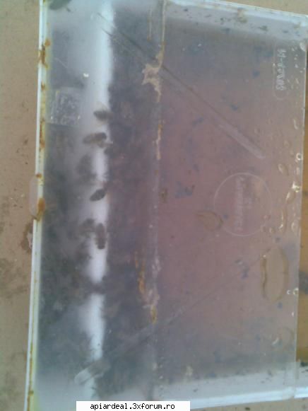 la halit de miere! hranitoare de podisor din plastic