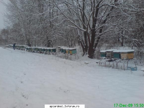 IANUARIE - indepartam gheata de pe scandura de zbor insa cu - CALENDAR APICOL