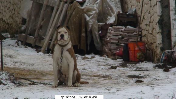 Iernare - si inca una si gata ca deviem de la subiect - INTRETINEREA ALBINELOR